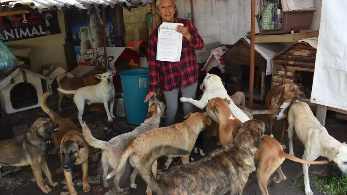 Pelean comuneros terreno de albergue canino 2